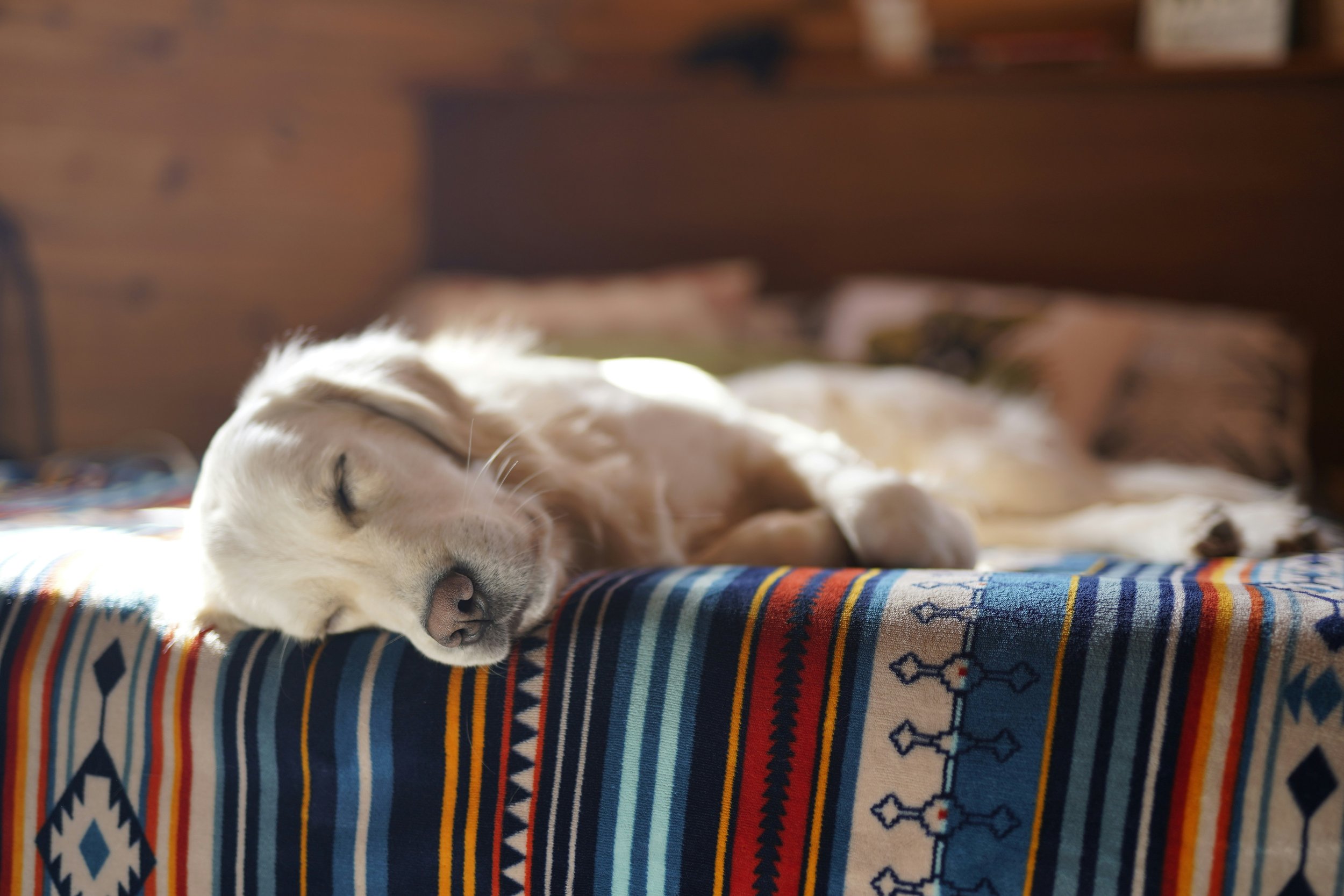 healthy dog sleep habits